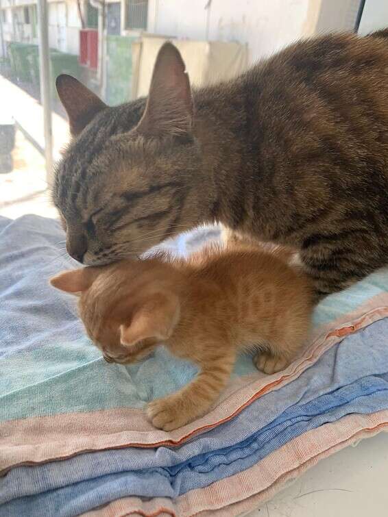 אחד הגורים עם האם לאחר החילוץ // צילום: "אס או אס חיות"